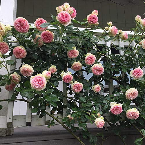 Climbing Pink Rose Bush X75531