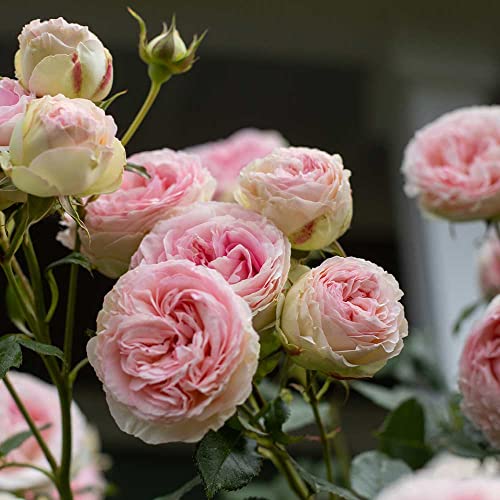 Climbing Pink Rose Bush X75531