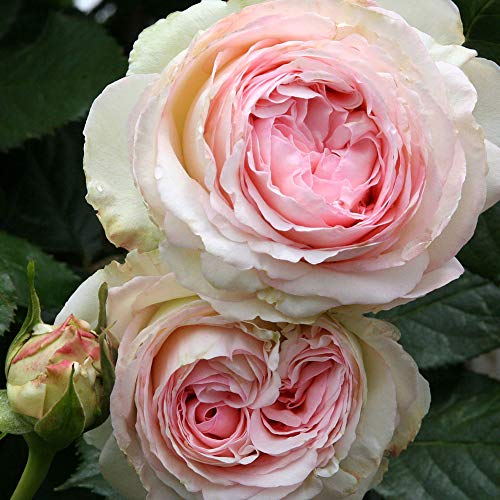 Climbing Pink Rose Bush X75531