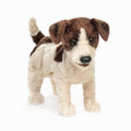 Jack Russell Terrier Puppet B9097