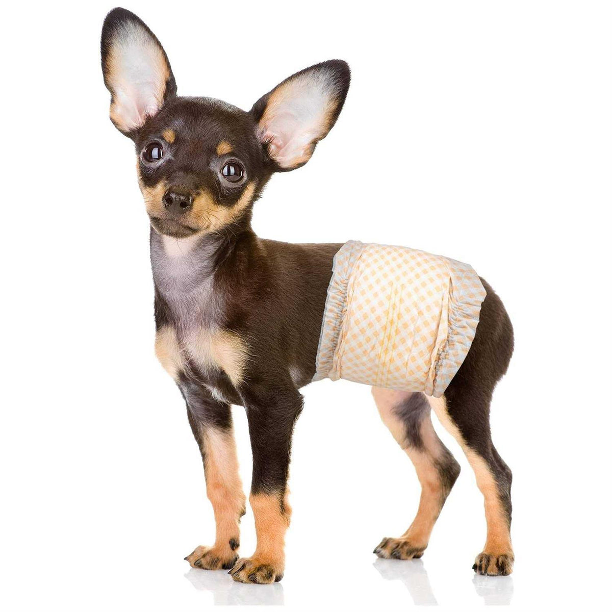 Soft Disposable Male Dog Wraps H388417