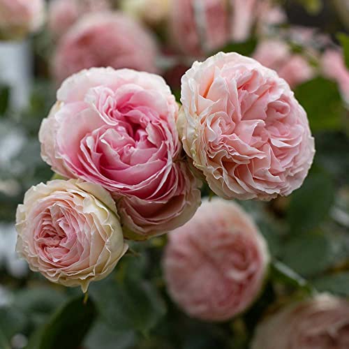 Climbing Pink Rose Bush X75531
