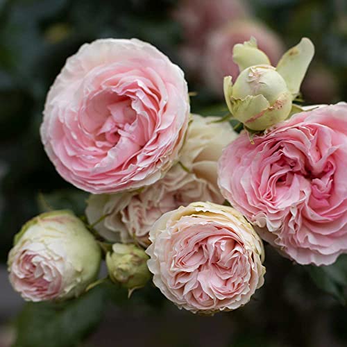 Climbing Pink Rose Bush X75531