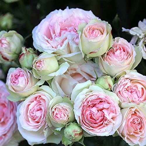 Climbing Pink Rose Bush X75531