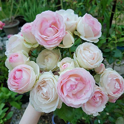 Climbing Pink Rose Bush X75531