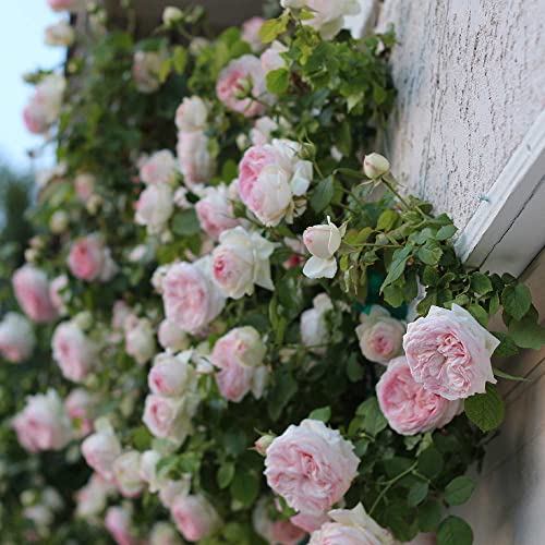 Climbing Pink Rose Bush X75531