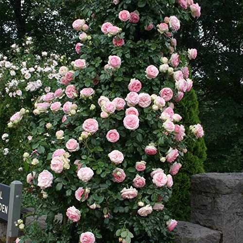 Climbing Pink Rose Bush X75531